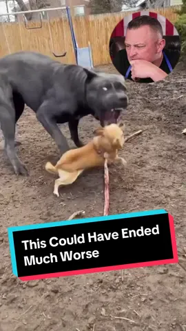 This Could Have Ended Much Worse for This Chihuahua #dog #dogs #puppy #chihuahua #doglover #dogmom #chihuahuas #fyp 