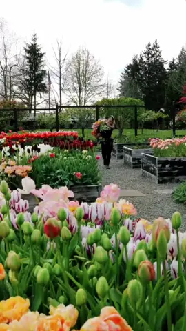 #مساء_الحب_والسعاده #اغاني_مسرعه💥 #اكلسبور❤️ #iraq🇮🇶 #حاتم_العراقي #عمي_بياع_الورد 