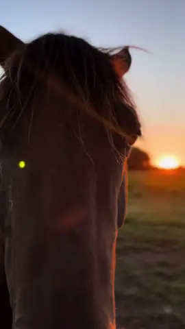 ❤️🐴 . . . . . #cavalo #fazenda #pecuaria #cowboy #pordosol #ms #matogrossodosul #roça #videos 