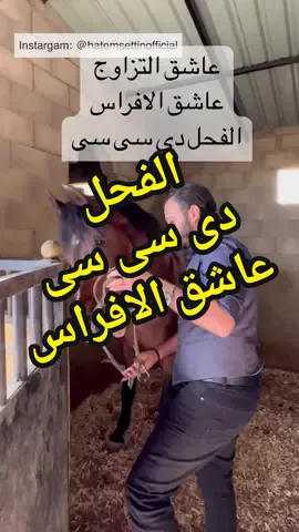 الفحل دى سى سى عاشق الافراس🔥❤️ #٦٠شو_مع_الدكتور_حاتم_ستين 