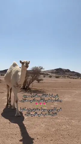#اكسبلورexplore #viralvideo #funny #fyp #الهضب #فيصل_الدحباش #