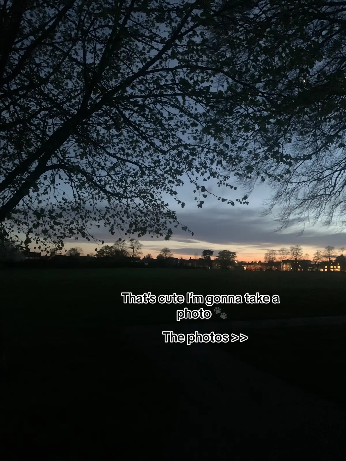 🐾#catsoftiktok #fyp