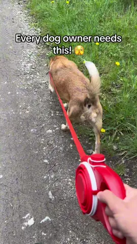 Enjoy the walks with your friend 🐶 #dog #dogleash #dogsoftiktok #doglover 