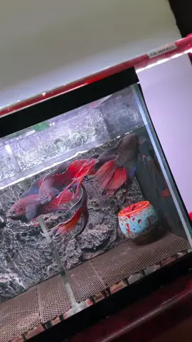 bác nào bảo chơi cá cờ thủy sinh là lỗi thời #thuysinh #aquarium #cathuysinh #layoutthuysinh #cacanh #biotopeaquarium 