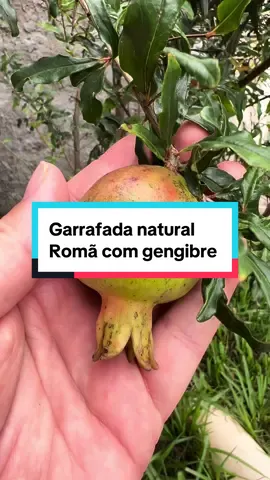 Garafada natural da romã com gengibre #dores #dica #receitasimples 