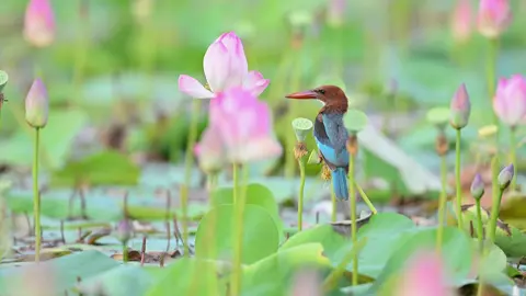 #nhenhang #binhyen #fypシ゚viral #hoasen #lotus 