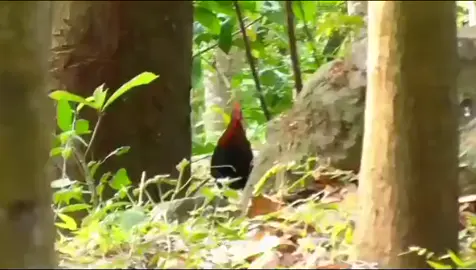ayam hutan bekikuk  #ayamhutan #berburu #hunting 