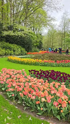 Keukenhof, also known as the Garden of Europe, is one of the world's largest flower gardens, situated in the municipality of Lisse, in the Netherlands. According to the official website, Keukenhof Park covers an area of 32 hectares and approximately 7 million flower bulbs are planted in the gardens annually. #Keukenhof #nederland🇳🇱  #Holland  #Tulip  #Flower 