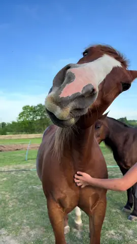 Soulmates! #summershadefarms #farmlife #kentucky #horse #bestfriend #horselife #friends #soulmate