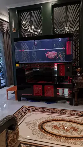 cá và hồ hợp nhất. nói chung là Đẹp anh em nhỉ 😊 #longvuaquarium #cacanhvietnam #cacanh #carong #hocarongcongnghe 