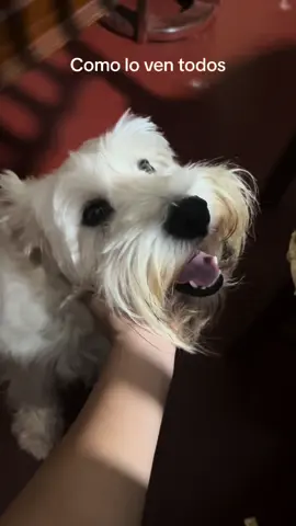 Mi bebé 🥹❤️ #schnauzer #dog #doglover 