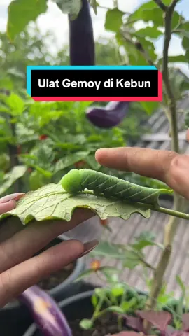 Kompilasi si hijau gemoy di kebun😋🐛 #gardeningwither #gardenlife #berkebundirumah #fypシ #fyp #trend #dariplanetlain #gardening 