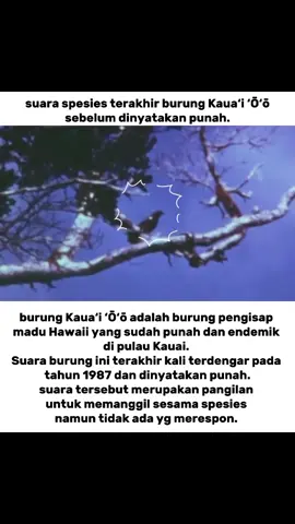 spesies burung yg sudah punah burung  kaua‘i‘Ō‘ō ‘Ō‘ō kaua‘i. #burung #‘Ō‘ōkaua‘i #burungkicau 
