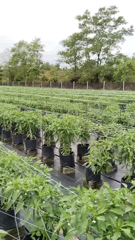 alhamdulillah dr bunga suda d terjemahkan menjadi buah #fyp 