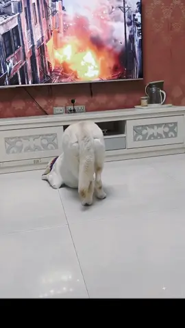 At this moment,even the dog was moved 🥺#pet #dog #moving #tiktok #foryou 