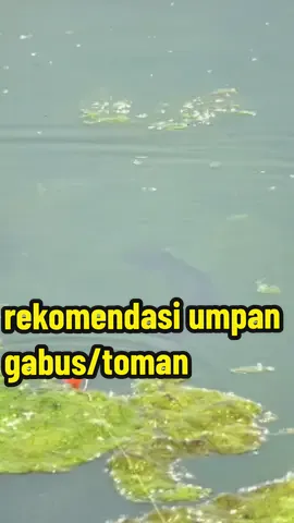 kalau aku pilih pakek sofrog skrit yg ada di kranjang kuning☝ pasti lebih respon ikan nya 🎣 #soffrog #umpancasting #casting 