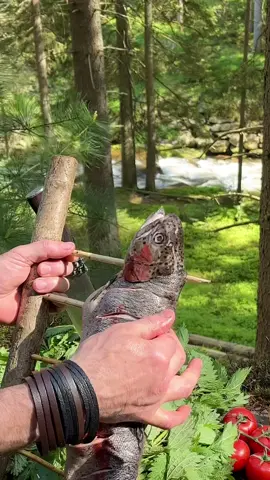 Would you eat that fish? 🐟🔥 #Outdoors #outdoor #outdoorcooking #camping #camp #food #cooking #foodvideo #nature #forest #bushcraft #survival #foodvideos #usa #cooking #hungry #foodporn #wilderness #germany #cookingadventures #adventures #asmr #asmrvideo #campfire #outdoorkitchen #fyp 