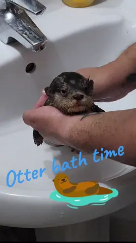 Bath time for our cute baby otter!! He is soooo adorable. @Saif Belhasa  #lovethewildatfamepark #otter #ottersoftiktok #animais #animals #animalsoftiktok #wild #wow #cute #bath #babyanimals #tiktokdubai #dubai #ilovedubai 