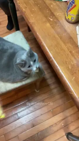 Fat car 😰 #cat #cats #cutecat #catlover #catsoftiktok #fyp #foryou #foryoupage #funny #fypシ #funnycat #funnyvideos #funnytiktok #funnyanimals #kitty 