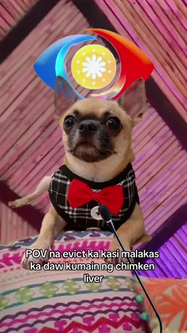 Arte arte naman ni Kuya 🥲😂 #dogsoftiktok #chihuahuas #dogs #PetsOfTikTok #fypシ 