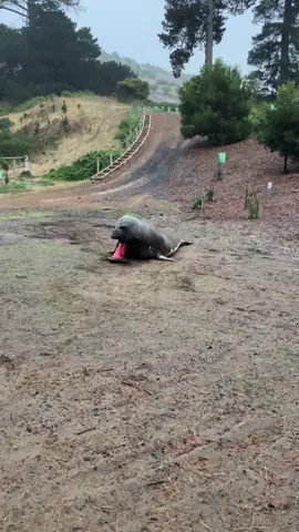 Just Neil acting like a pig in the mud   Neil the Seal’s 🦭 Return.2 ##2024##neilthesealsreturn24##trafficconelove@@Jaycee