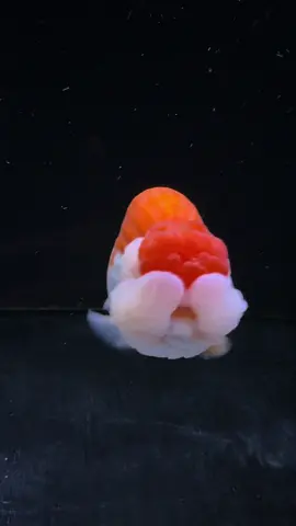 What i think my cute goldfish is saying 🙂 #fancygoldfish #ranchugoldfish #orandagoldfish #ranchu #ponyo #cutepet 