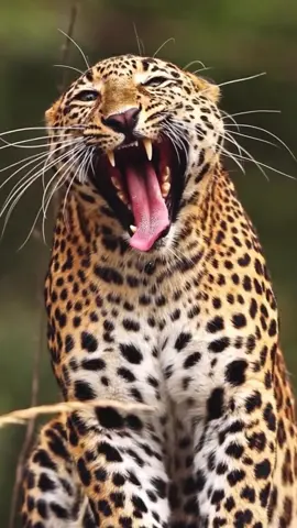 When a leopard yawns, its yawn reveals not only its formidable teeth but also showcases the elegance and grace inherent in its powerful physique, making it a breathtaking sight in the wild. #leopards