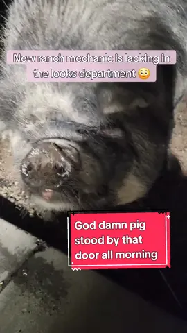 I guess, beggars can't be choosers, grab a ranch fatty. #eatbeef #agtok #cowtok #rancher  #ranching #livestock #cattle #agriculture #calves #cowcalf #cows #beef #fyp #foryou #foryoupage #kunekune 