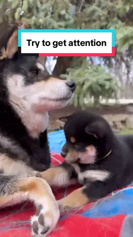 When u try to get attention from ur mom. 🐕 #pet #dog #shibainu #animals #柴犬 #puppy 