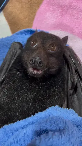Morceguinho lindo resgatado, que só se alimenta de frutas  Olhem o olhar dele de feliz ❤️ #morcego #morcegos #bats #bat #batman #batlovers #morcegotattoo #petexotico #batmancosplay 