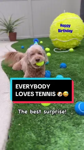 Best. Pinata. Ever 🎾😍 (🎥 IG @sampson_the_dood) #tennis #tennistv #dogsoftiktok #dogs #pinata 
