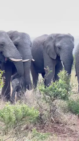 When you’re a little under the weather, you need a little extra TLC from those who love you most ✨ Phabeni is surrounded by the company and support of his herd during the day, with Setombe, Klaserie and Kumbura most often by his side. Limpopo also shows the little bull attention here as they rest out in the bush together. #elephants #elephant #southafrica #babyelephants #elephantorphanage #everyelephantmatters 