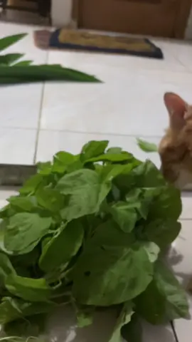 kucing oren ❌ kambing oren ✅ #fyp #kucingoren #kucingmakan #kucingmakansayur #vegetarian 