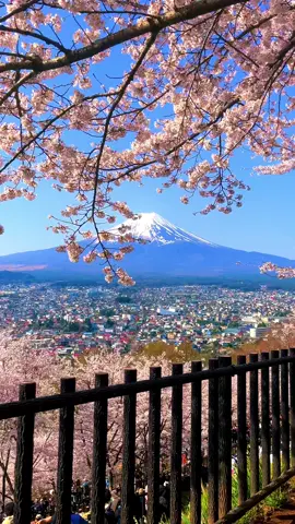 Mt.Fuji / 富士山 #fuji #fujian #yamanashi #山梨 #下吉田 #富士山