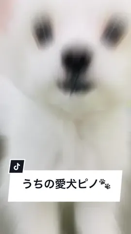 可愛い可愛い我が愛犬🐾 家に来てからこんなに可愛くなりました💕 #チワマル #マルチワ #チワワ #マルチーズ #愛犬 #親バカ 