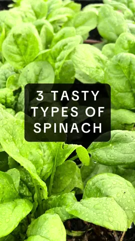 3 unique heirloom varieties to choose from. Try them all in our Spinach seed collection!  BLOOMSDALE - tender, buttery and delicious savoyed leaves VIROFLAY - large, fast growing, spade-shaped leaves NEW ZEALAND - heat tolerant, resistant to bolting, perfect for hot climates #spinach #spinachleaves #spinachgarden #spinachseeds #heirloomspinach #heirloomseeds #nongmo #greens #springgarden #southerngarden #heattolerant #coldtolerant #eatyourgreens #spinachsalad #spinachsmoothie #spinachrecipes #growyourownfood