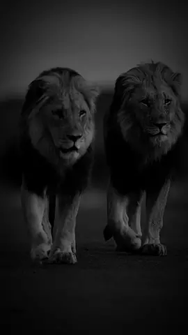 not blood brothers but brothers.  #notbloodbrothersbutbrothers #brothernotbybloodbutbyheart #brothers #friendship #bro #brother #broforever #motivationalquote #usa_tiktok #inspiration #inspirationalquotes #rulesoflife #LifeAdvice #hardestquotes #mindset #mentality #dicipline #focusonyourself #selfimprovement #obsession #hustle 