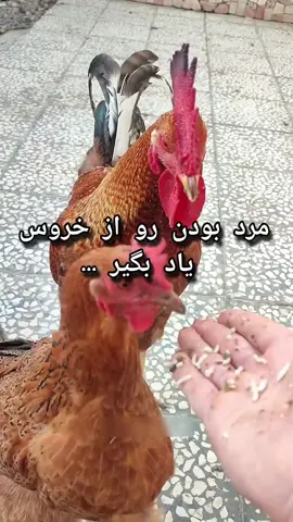 #خروس #مرغ #حیوانات #مردانگی 