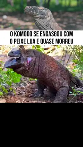 O komodo se engasgou com o peixe!  📍Siga a página para mais vídeos como esse. #animals #recap #foryou #fyp