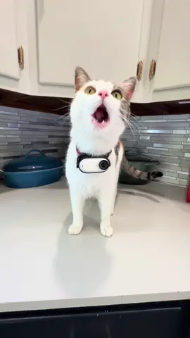 The world through the eyes of Tildy. Shot on @insta360_official #fyp #cat #meow #insta360 #insta360petcam #insta360catcam 
