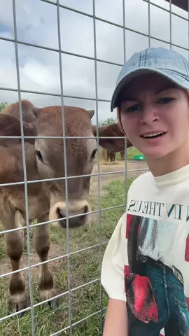We got cows 🐮 
