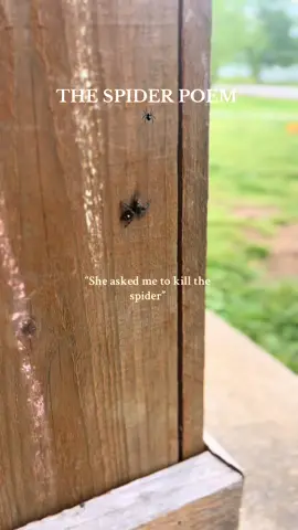 The end is the sweetest 🥺 #spider #spiderpoem #fy #spiders #jumpingspider #creature #insects #sweet #cute #cutespider #foryou #fyp #insectsoftiktok #insect #spidersoftiktok #fypシ゚viral #toinfinityandbeyond #sad #poem #poems #poetry #poetrytok 