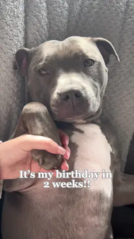 SO EXCITED😆🫶🏻 #staffy #mylathebluestaffy #dogbirthday #viraldog #mylaslife #dogsoftiktok #staffysoftiktok #staffie #staffysoftiktok 
