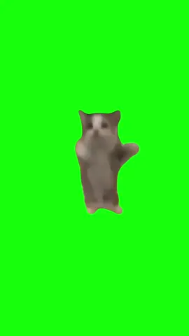 Happy Happy Happy Cat | Green Screen #happyhappyhappy #happycat #meme #cat #catmeme #cats #fyp 