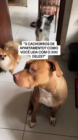 Estamos passando pelo processo de  adaptacao, mas agora todos eles ja tao chegando la sem precisar ficar em cima. Com calma e paciencia, tudo se encaixa 🥰 #doguinho #cachorros #maedepet #bordercollie #pitbull #luludapomerania #cachorro #weasy 