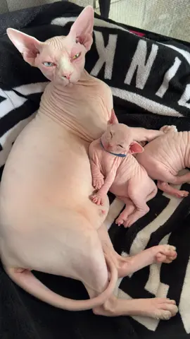 Sphynx kittens 23 Days Old - Kittens Available #sphynx #cat #cats #catsoftiktok #kitten #kittens #kittensoftiktok #babycat #animal #animals #animalsoftiktok #catlover #catlovers #catloverclub 