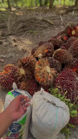 Bahan sw mu🔥#storysawit🌴 #sawittiktok🌴🌴🌴 #sawitestetik #petanimuda #petanisawit #bossawit #kulibapak #fypシ゚ 