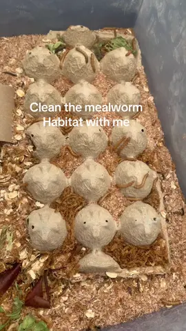 Cleaning my mealworms habitat #homestead #selfsufficient #chicktok #mealworms #bugs #worms