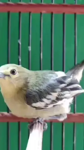 Cipoh sirtu gacor siap latih anakan #reels #burung #gacor #cipoh #sirtu #murai#cipoh #sirtu #burung #muraibatuekorpanjang #kenarimaniaindonesia 