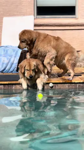 Sometimes the ball is a metaphor for what we want in life. #goldenretriever #blue #tub